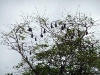 flughunde_peradeniya