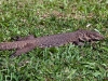 varan