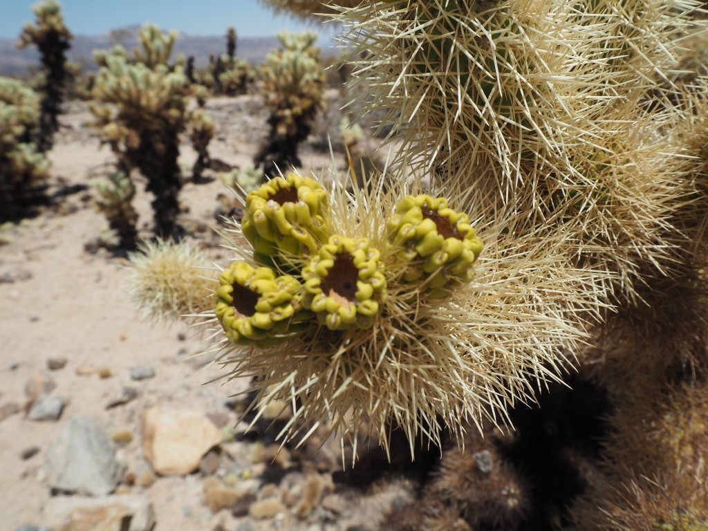 Joshua Tree National Park