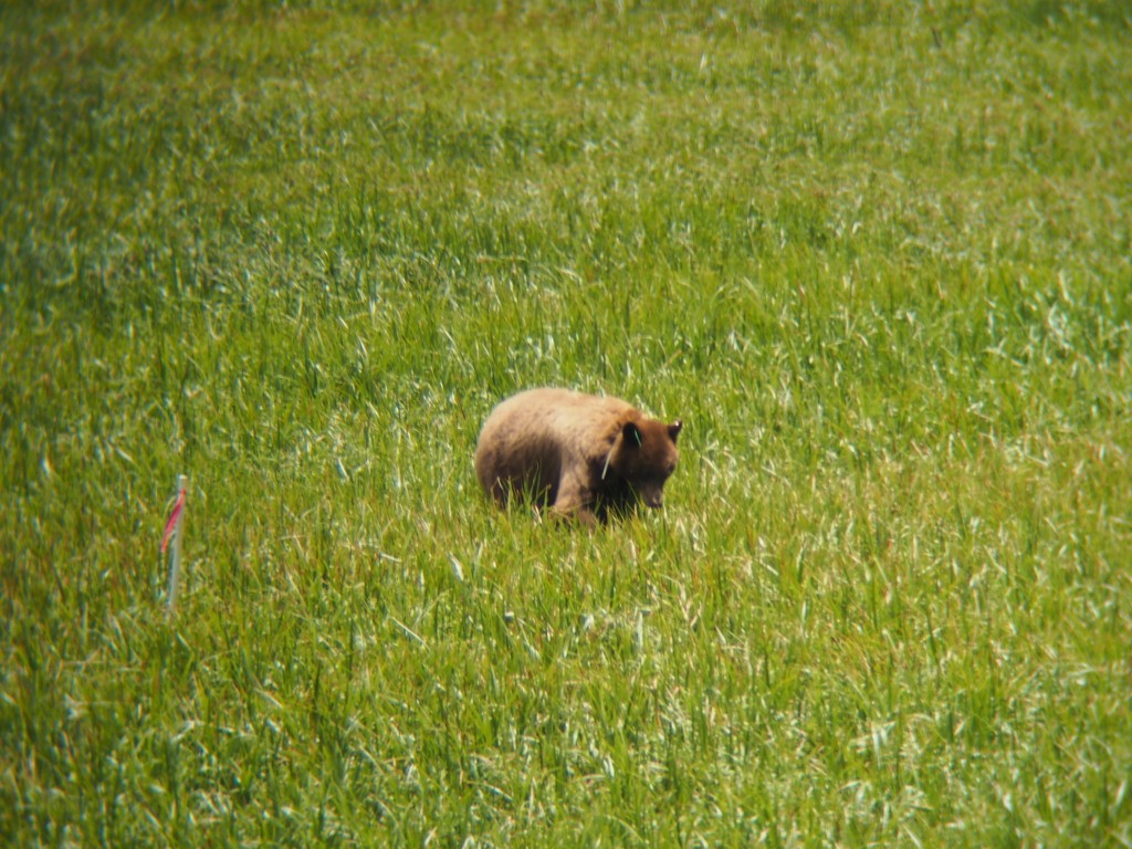 Bär im Sequoia National Park
