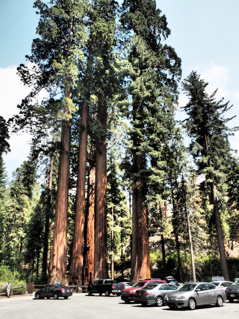 Sequoia National Park